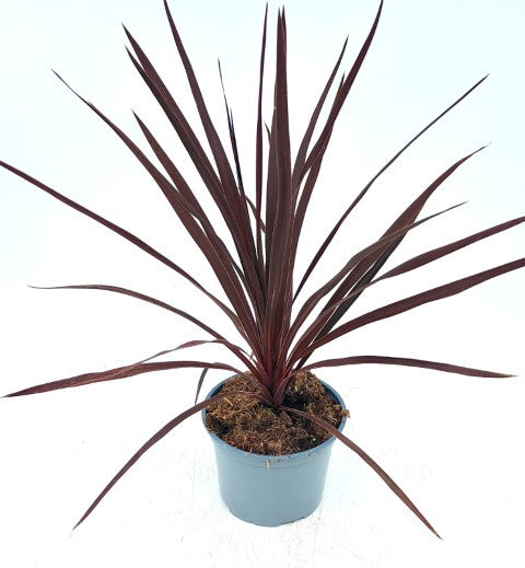 Cordyline Red Star 2 Ltr