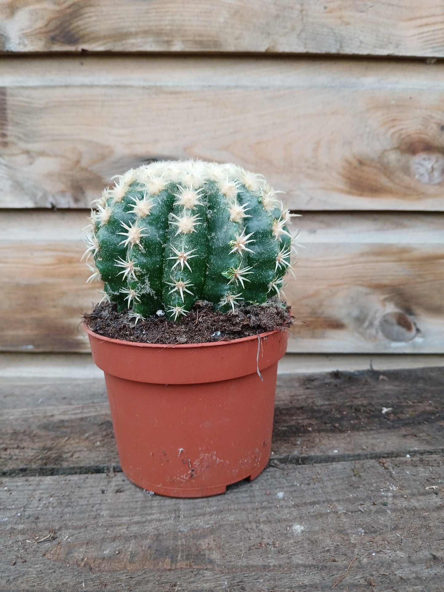 Crassula ovata 'Hobbit' / P12-Easy Garden Centre