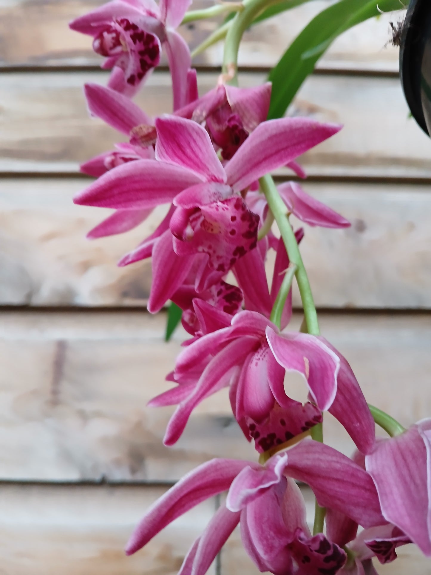 Cymbidium cascade mix / P14 / 2-6 branche-Easy Garden Centre