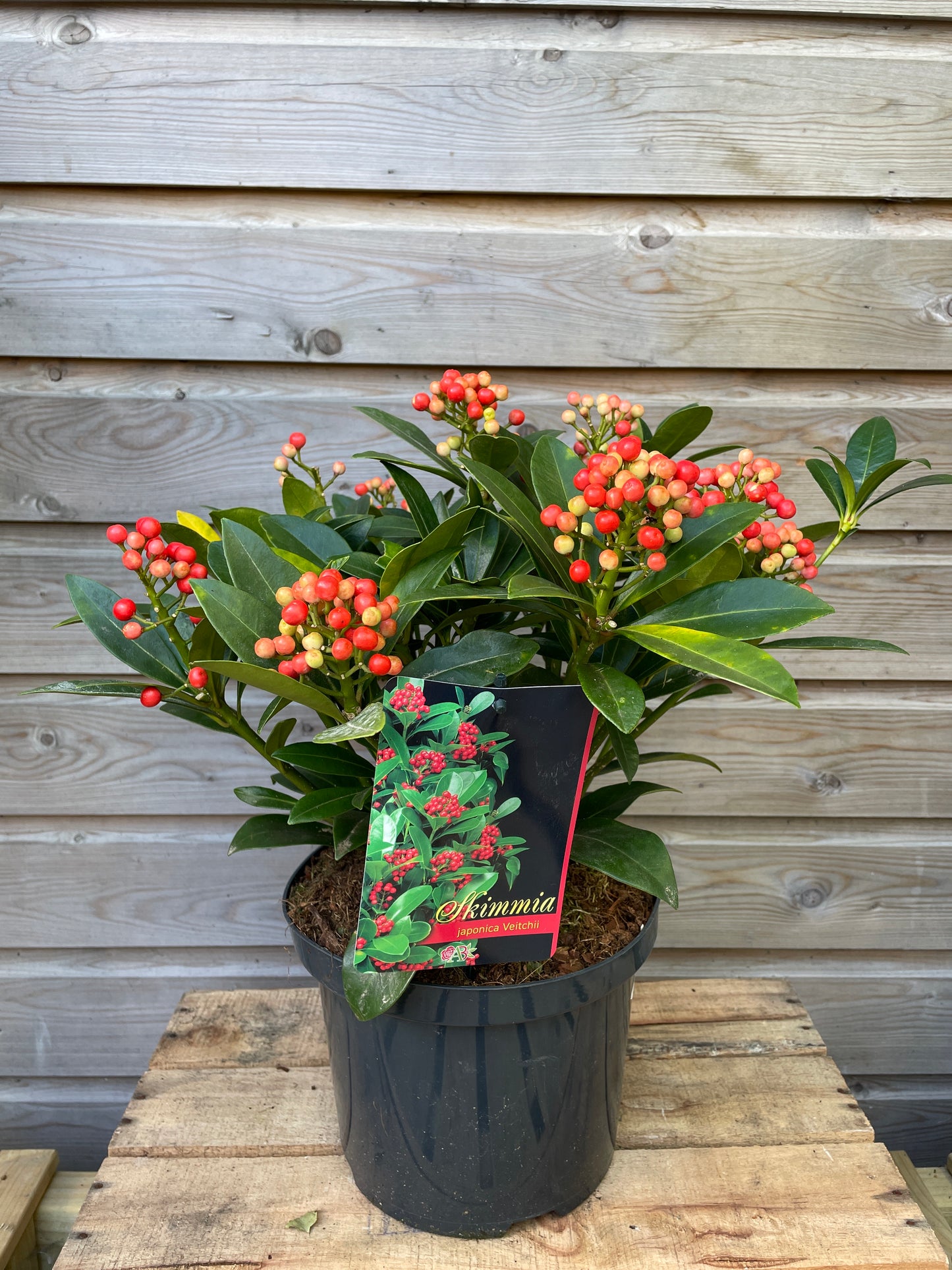 Skimmia jap. Veitchii / P23 (5 Ltr) / 15/+TRUSSES