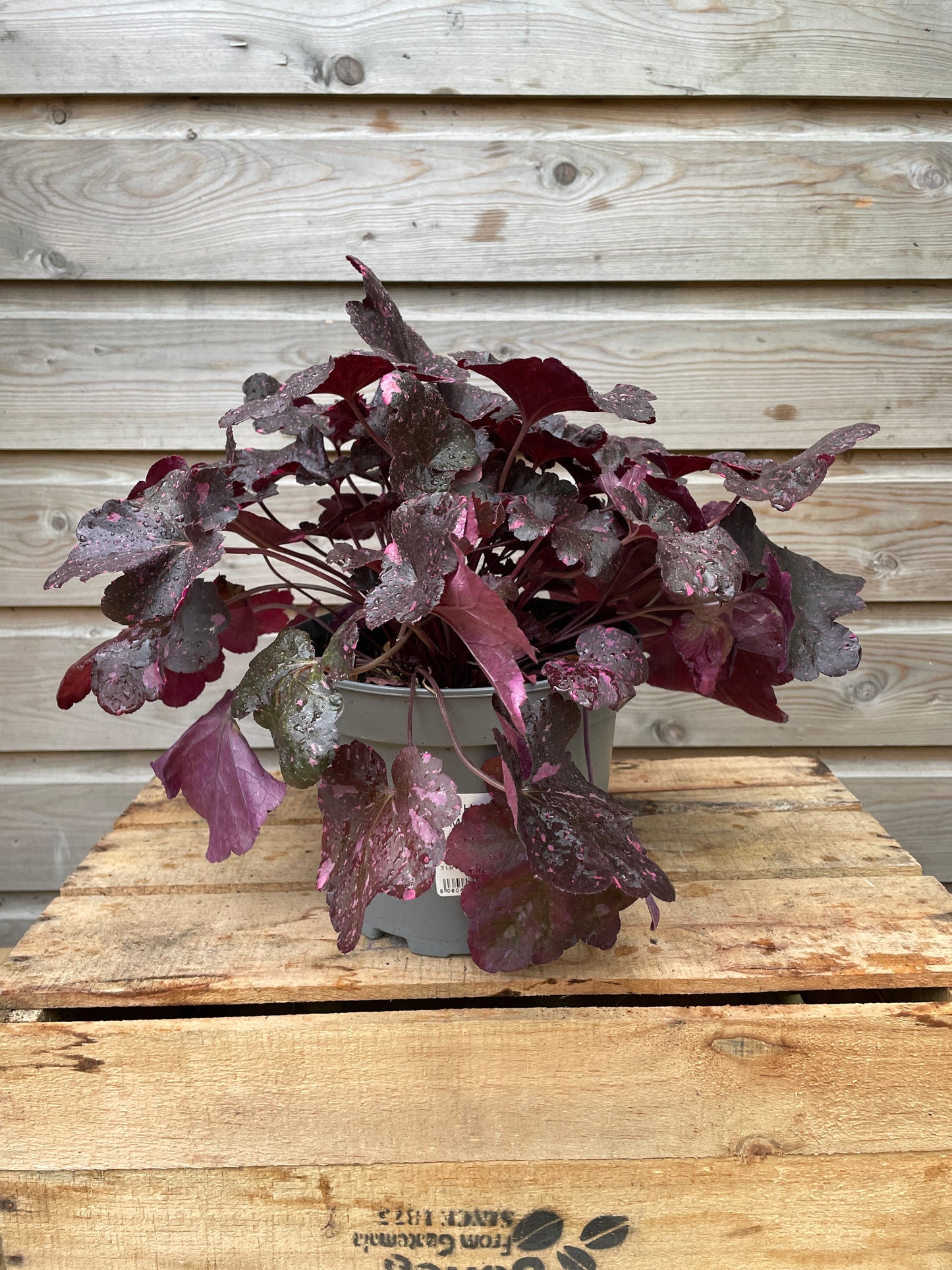 Heuchera 3ltr mix-Easy Garden Centre