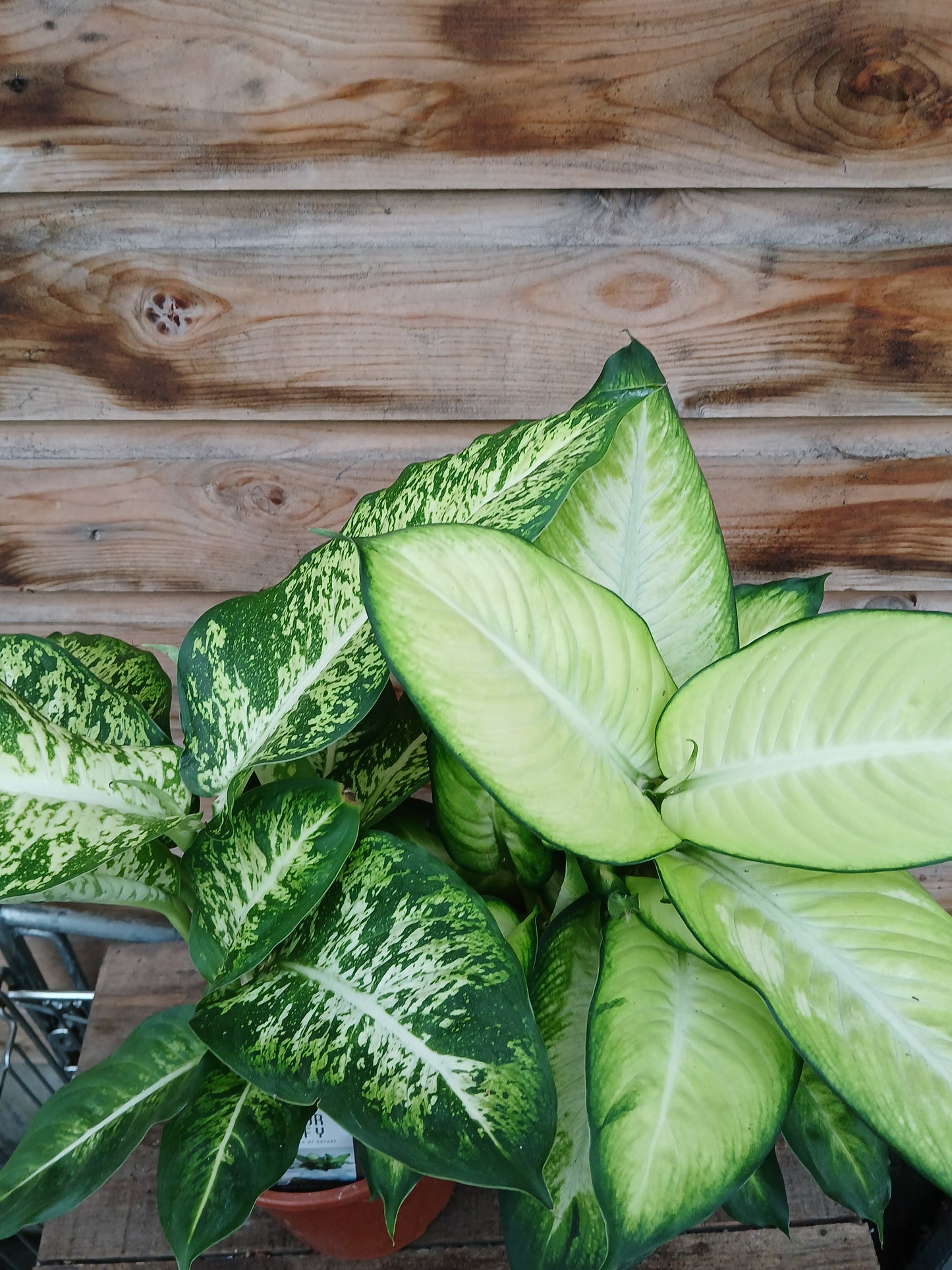 Dieffenbachia extra mix / P17-Easy Garden Centre