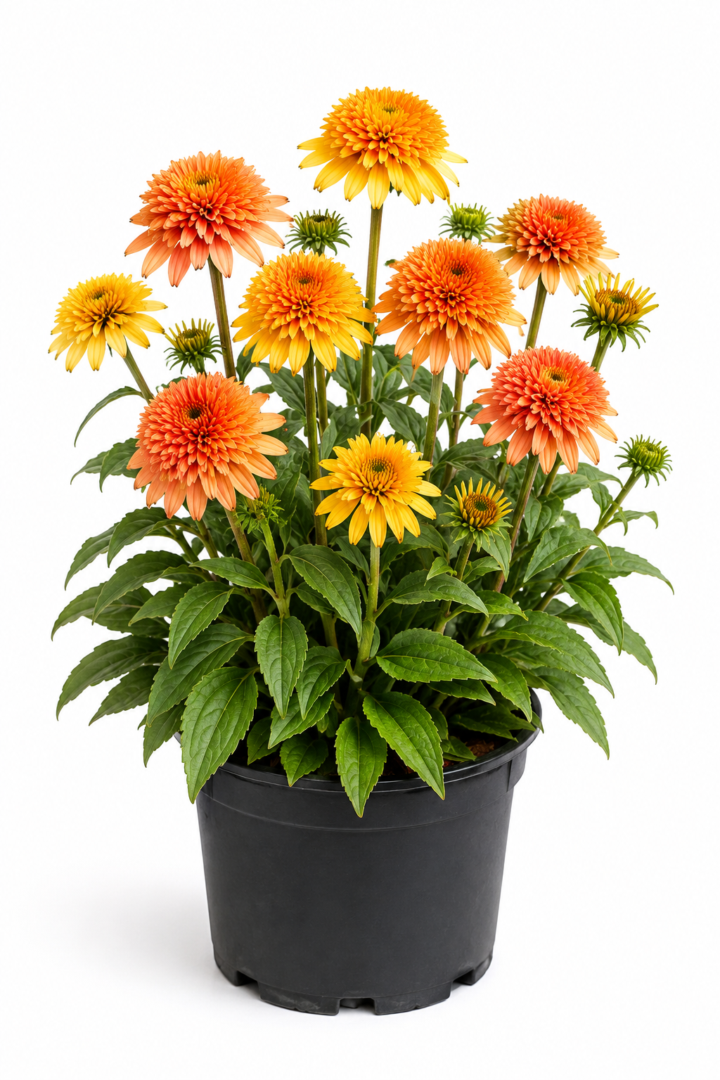 ECHINACEA SunSeekers Tequila Sunrise / 2 Litre