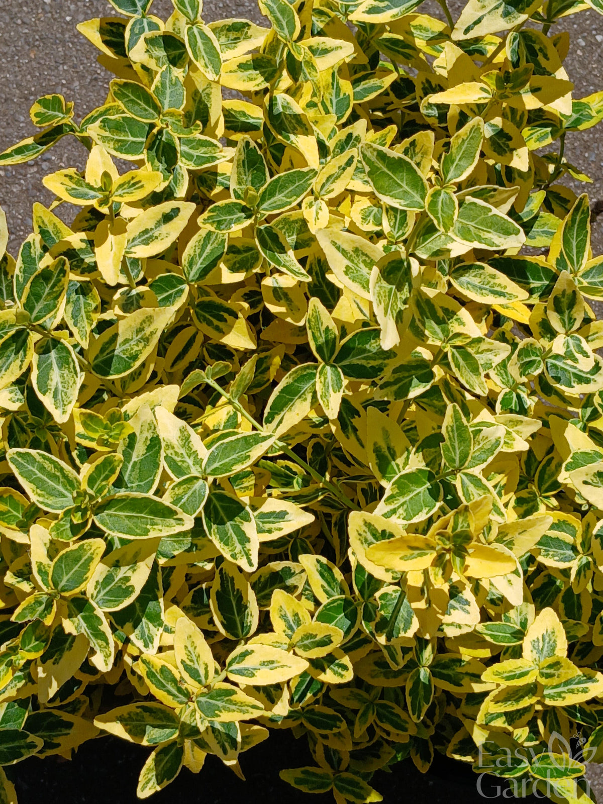 EUONYMUS for. Emerald n Gold / 1 Litre-Easy Garden Centre