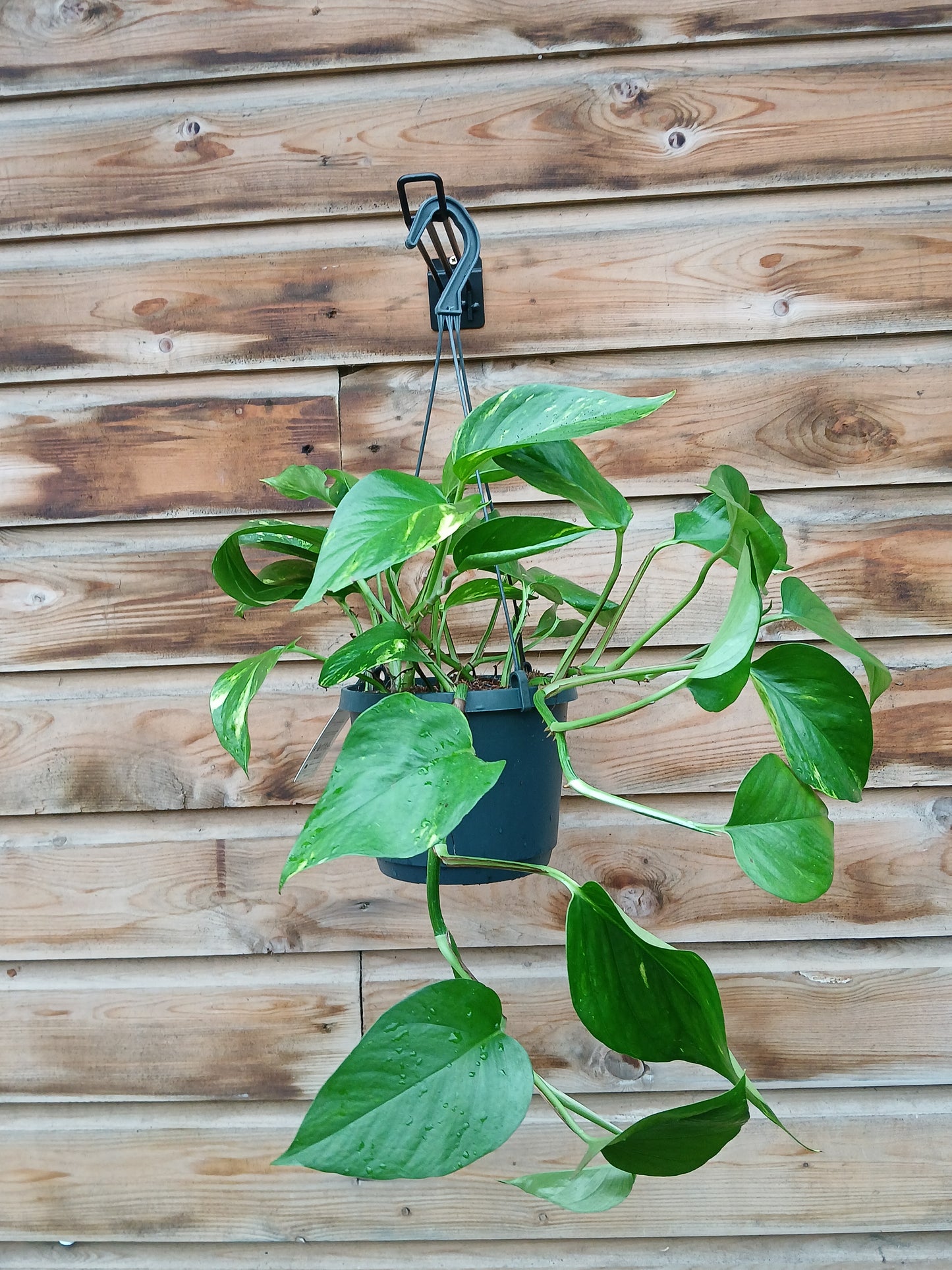 Epipremnum pinnatum 'Aureum' / P18, hanging pot-Easy Garden Centre