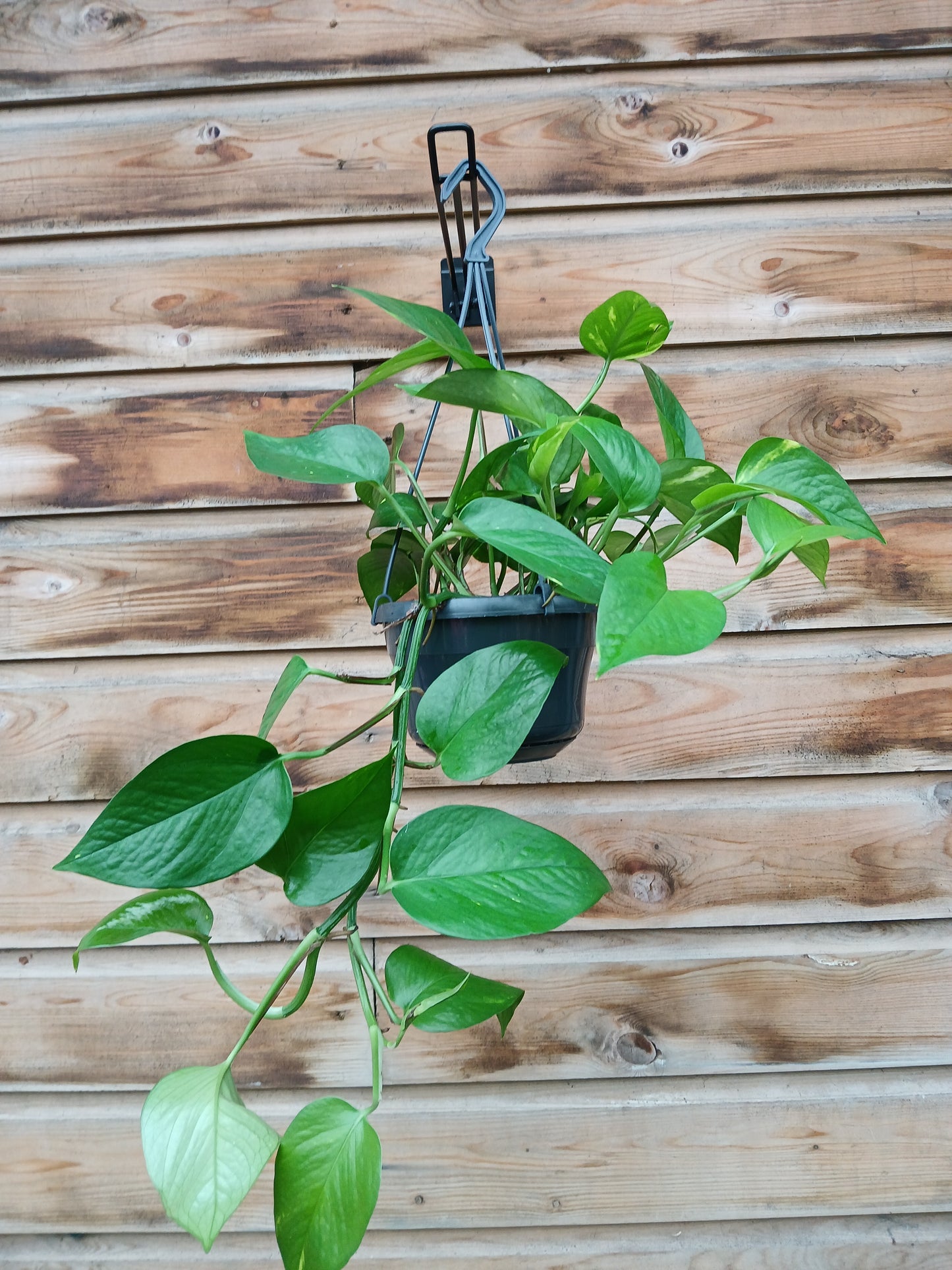 Epipremnum pinnatum (hanging) / P15, hanging pot-Easy Garden Centre