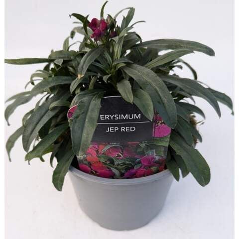 Erysimum Red Jep 2 Ltr-Easy Garden Centre