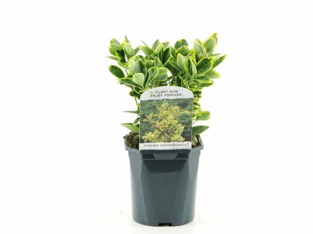 Euonymus jap. Aureomarginatus / 2ltr