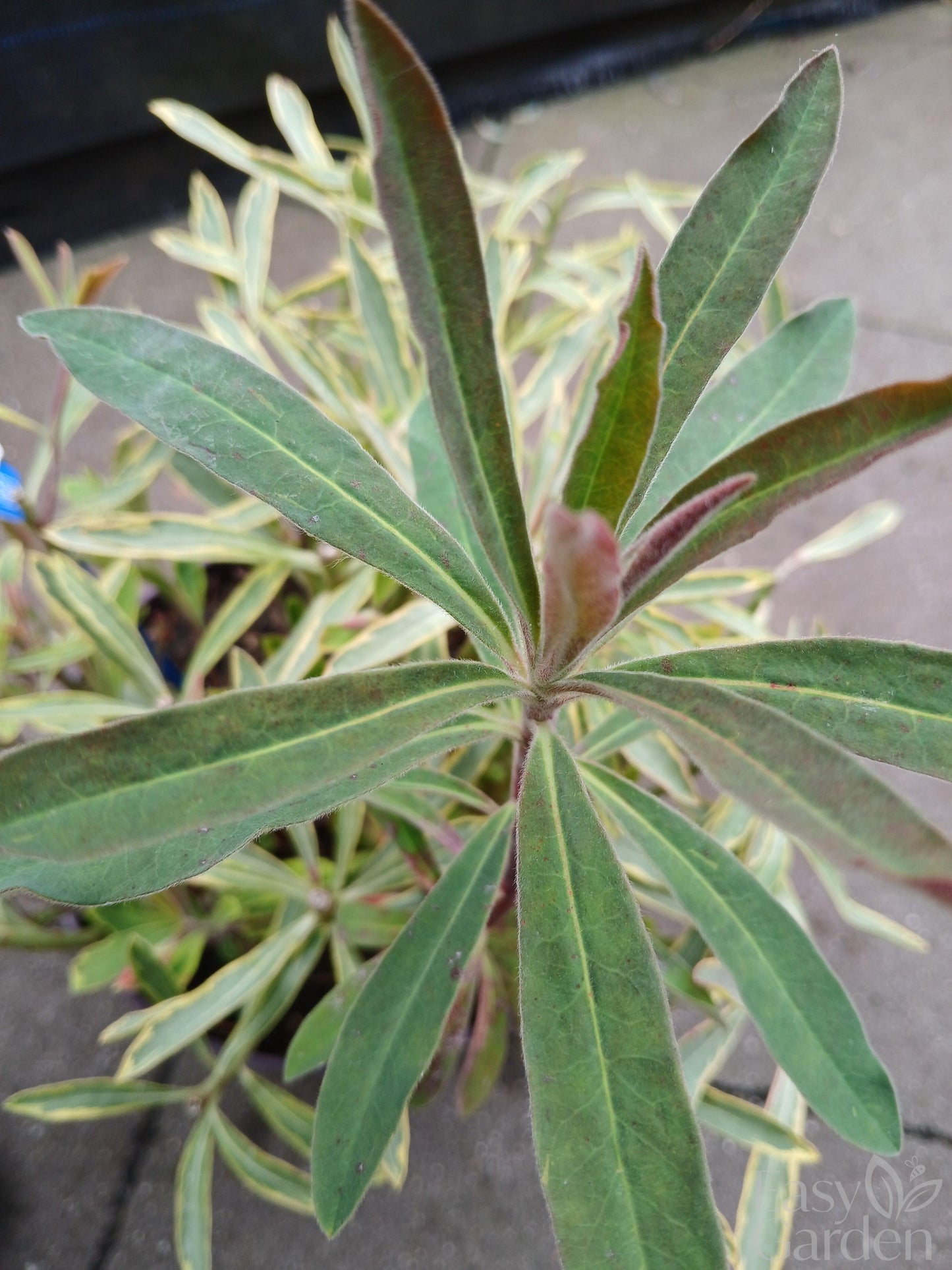 Euphorbia 'Ascot Rainbow' / 5.0-litre container-Easy Garden Centre