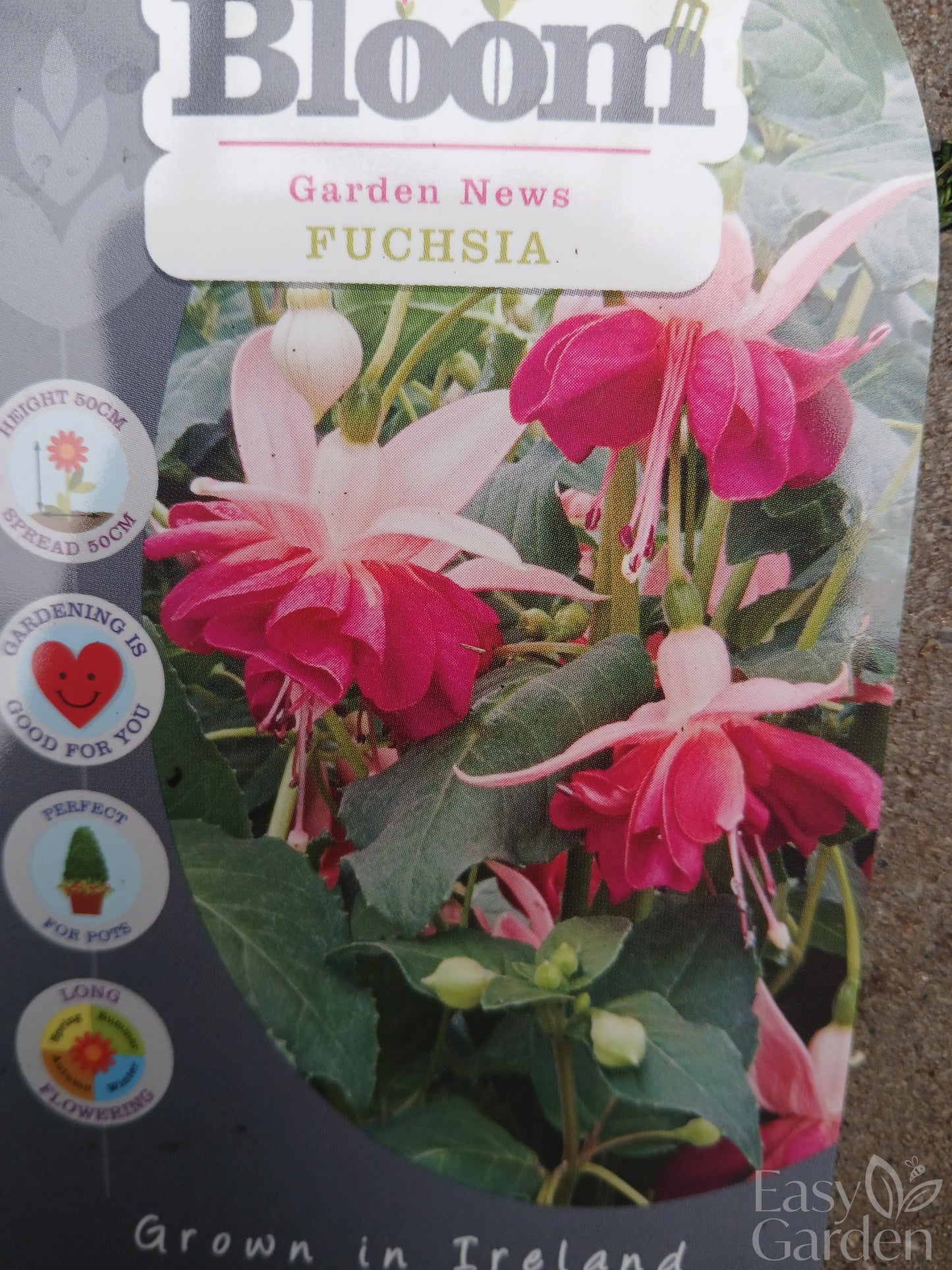 FUCHSIA Garden News / 2 Litre-Easy Garden Centre