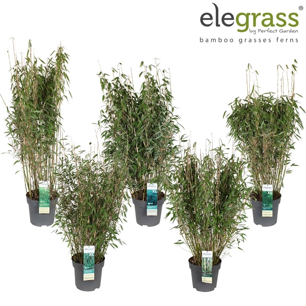 Fargesia (Bamboo) mix / 10ltr-Easy Garden Centre