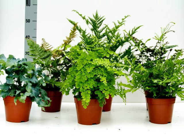 Fern (indoor) mix / P14-Easy Garden Centre