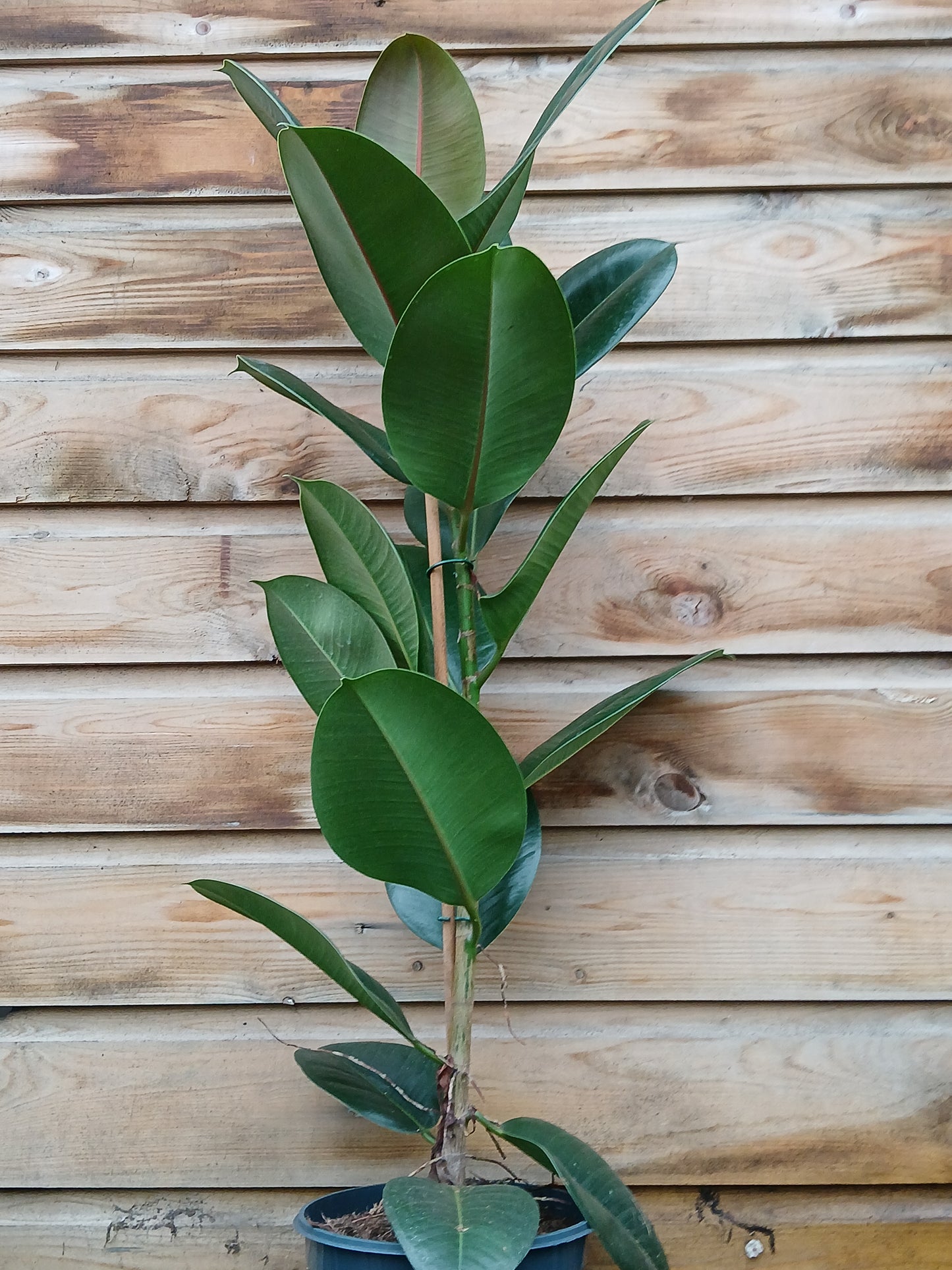 Ficus elastica mix / P21 / 90 CM-Easy Garden Centre