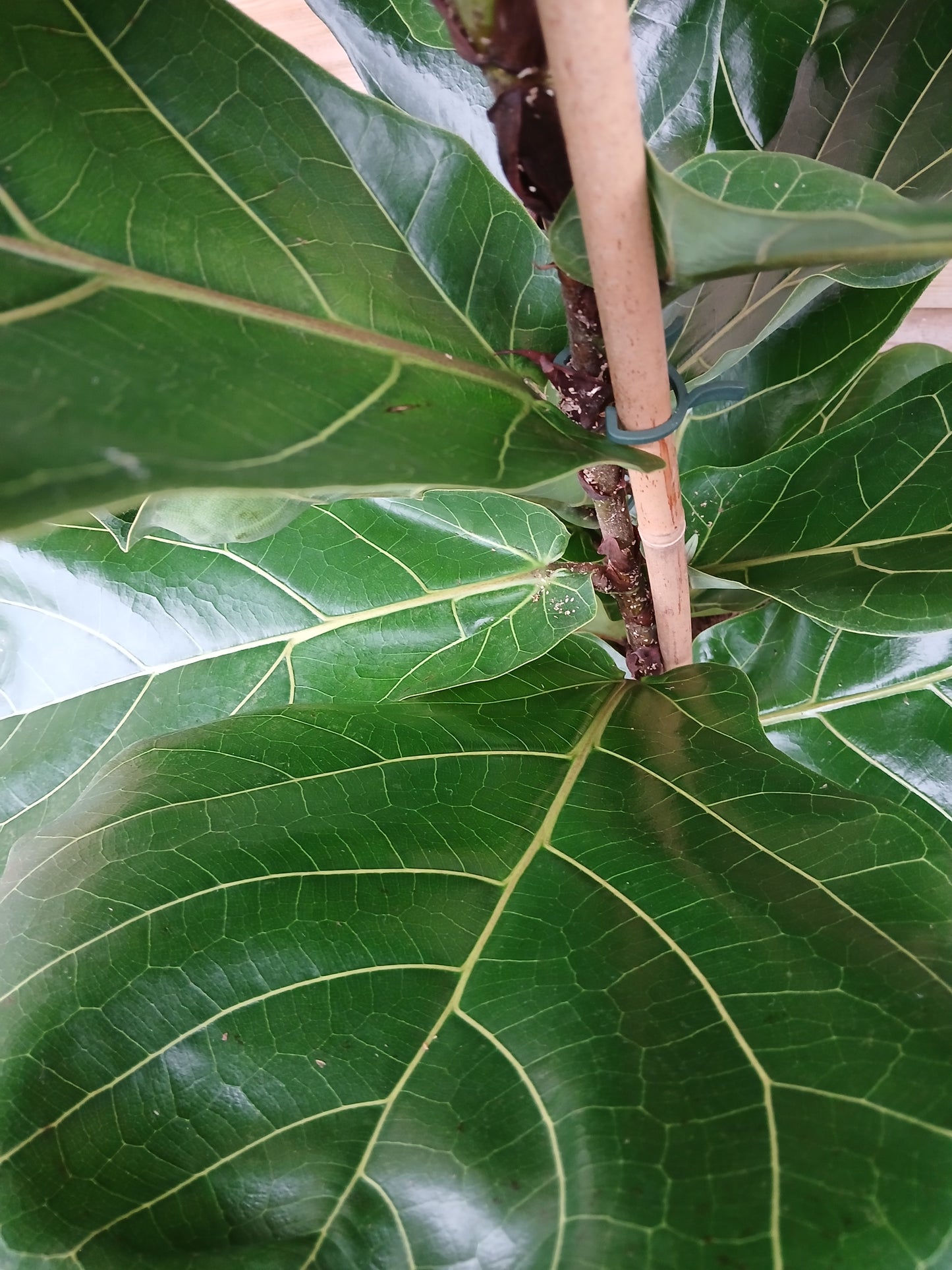 Ficus lyrata / P24 (2pp)-Easy Garden Centre