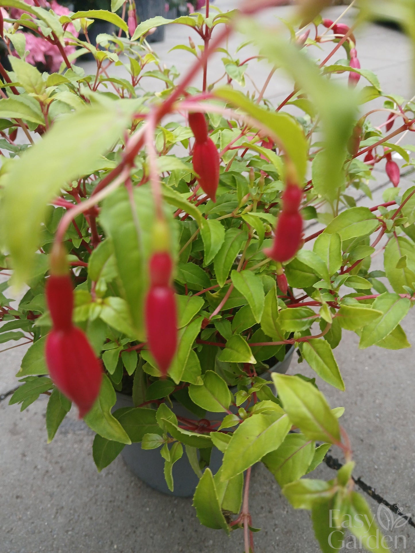Fuchsia 'Genii' / 2 lt.-Easy Garden Centre