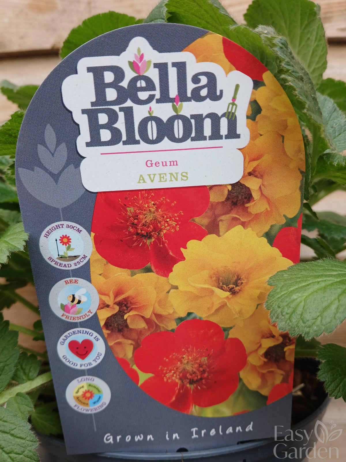 GEUM Fiery Tempest / 2 Litre-Easy Garden Centre