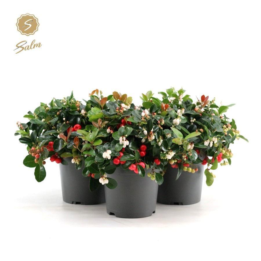 Gaultheria pr. Big Berry / P15