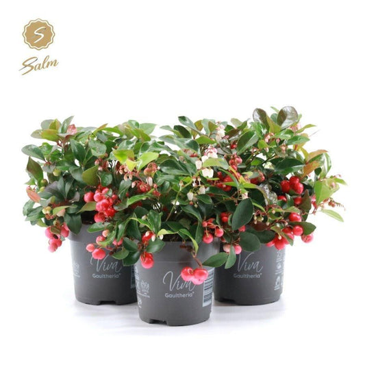 13cm Gaultheria