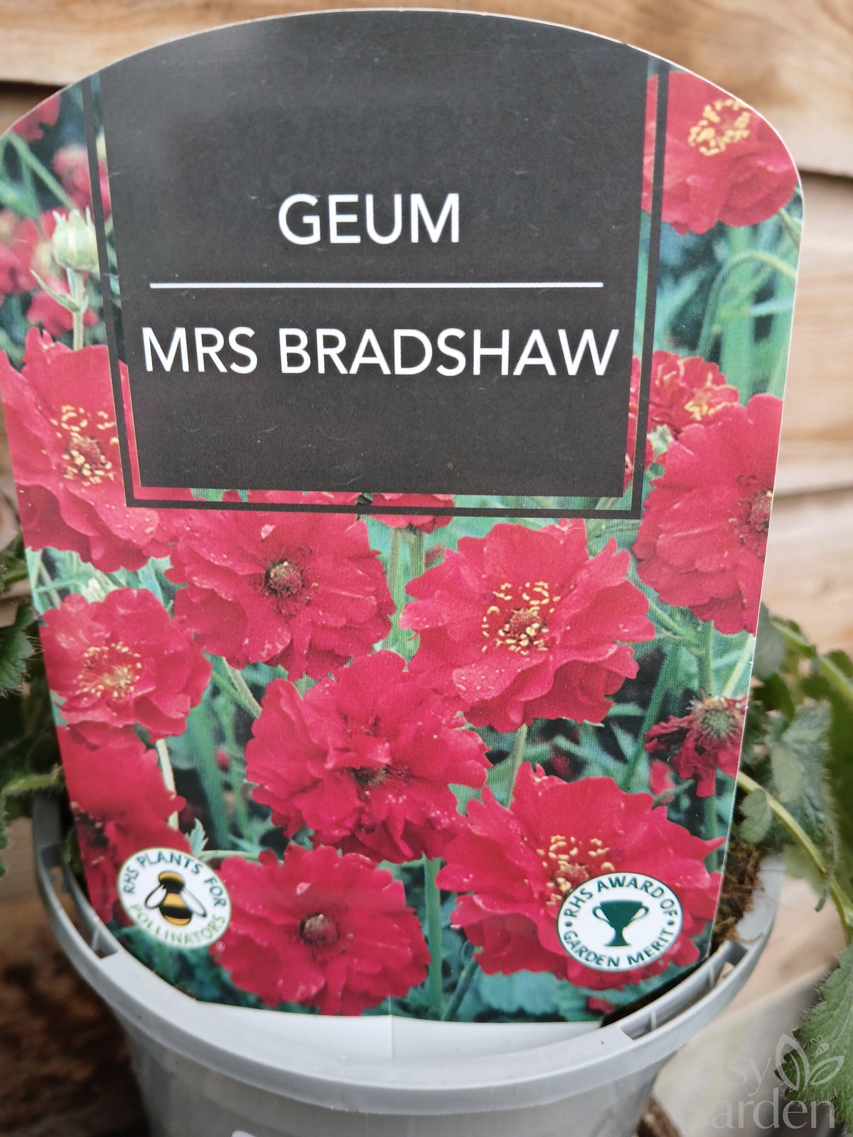 Geum Mrs Bradshaw 1 Ltr-Easy Garden Centre