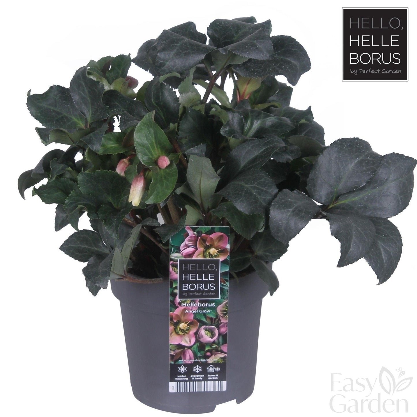 Helleborus Angel Glow 3ltr