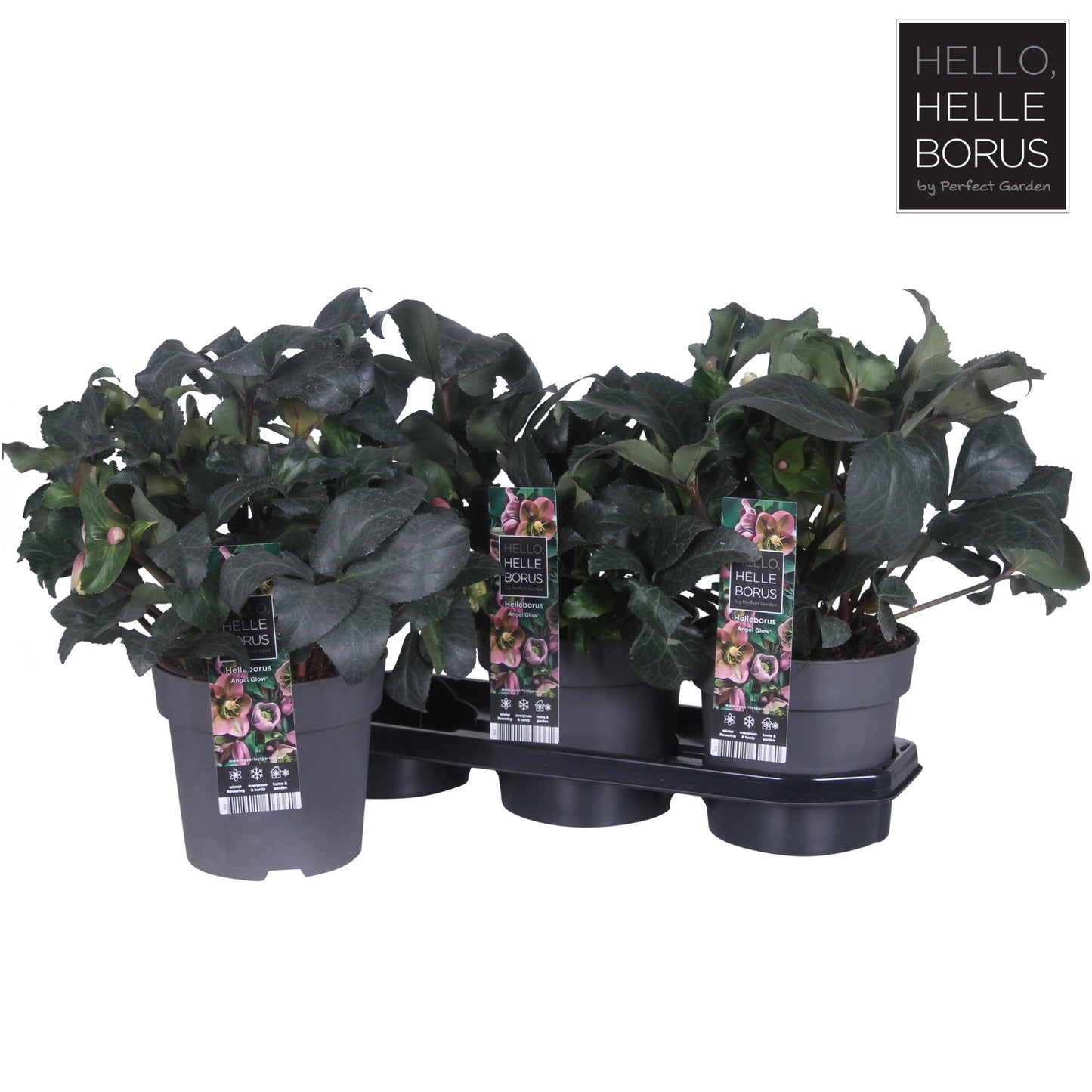 Helleborus Angel Glow 3ltr
