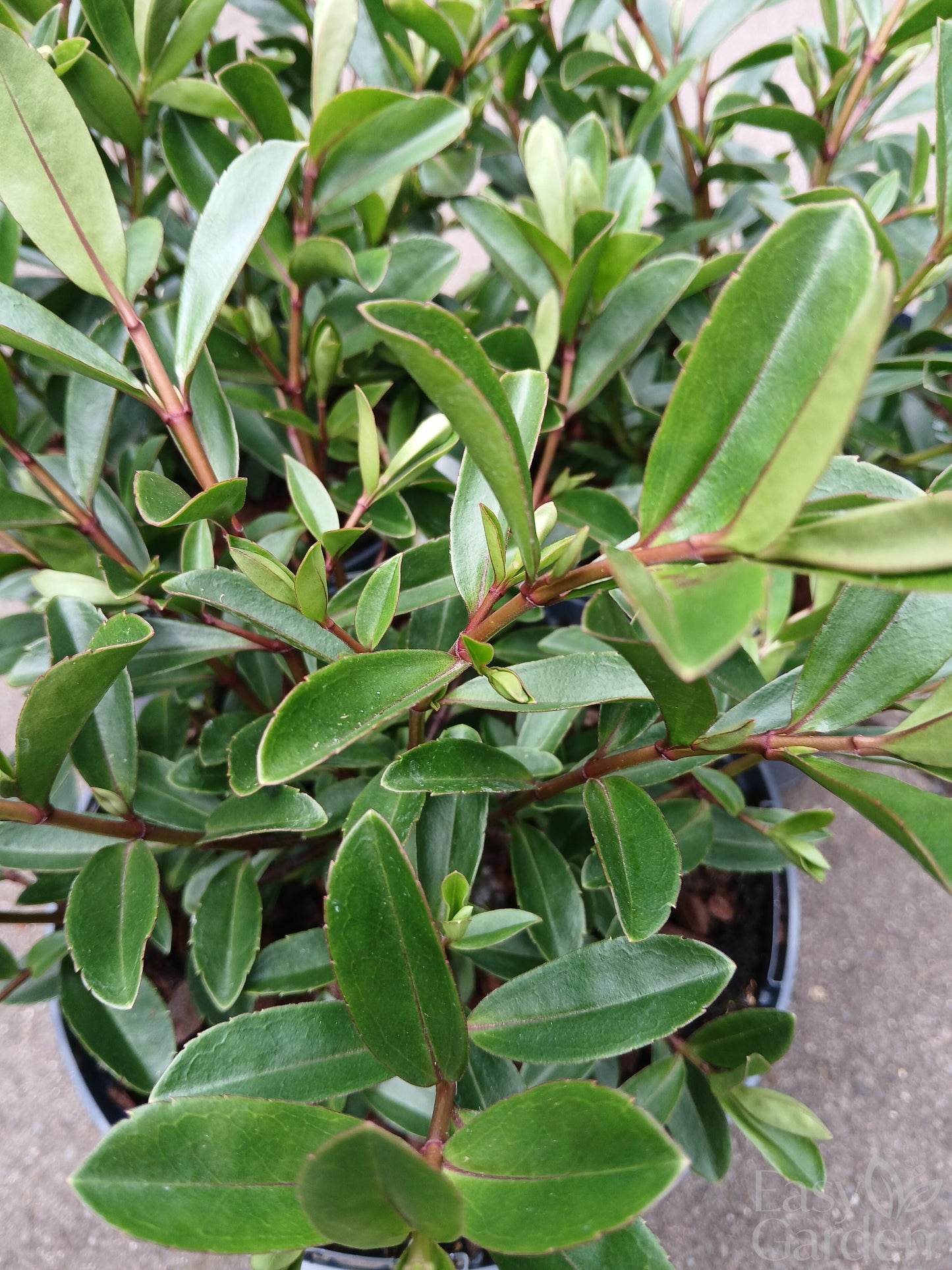 HEBE Inspiration / 2 Litre-Easy Garden Centre