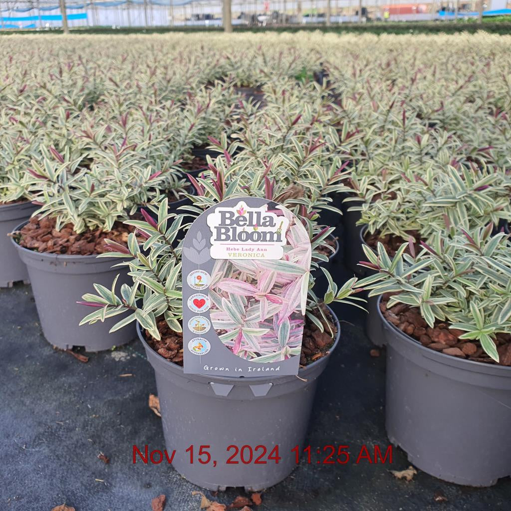 HEBE Lady Ann / 2 Litre-Easy Garden Centre