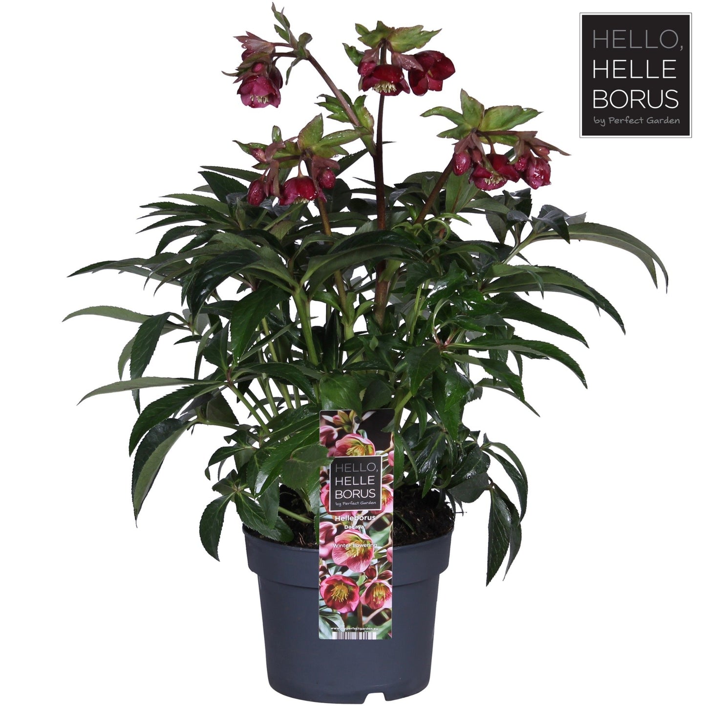 Helleborus Dacaya 3ltr