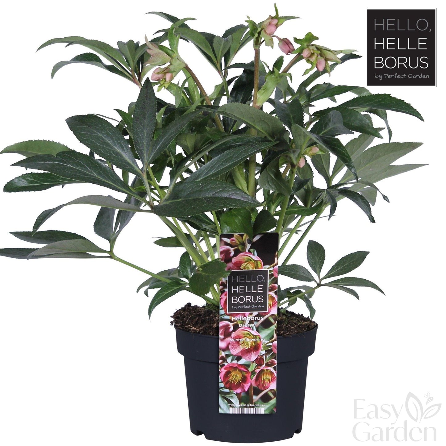 Helleborus Dacaya 3ltr