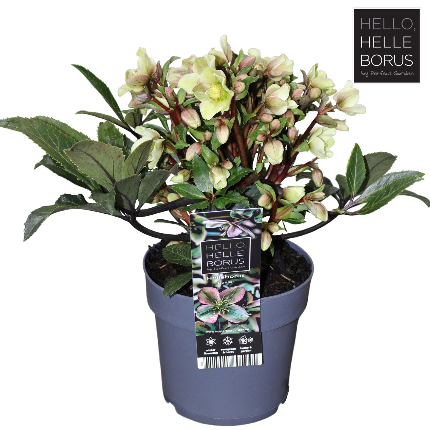 helleborus 'Guess' p17-Easy Garden Centre