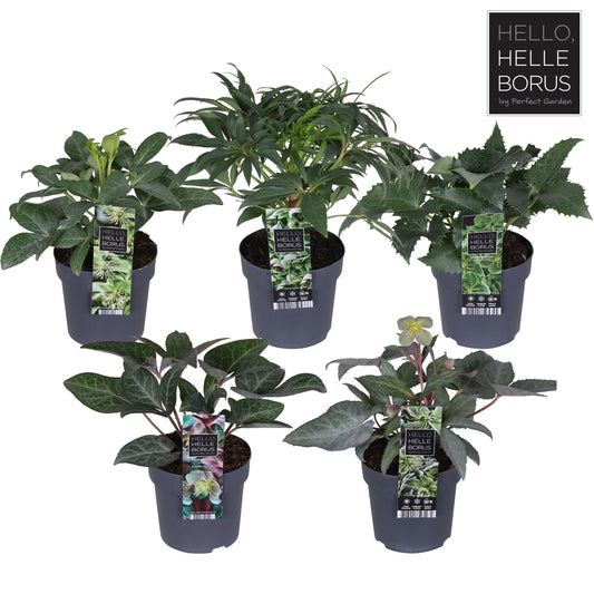 Helleborus orientalis mix / p14