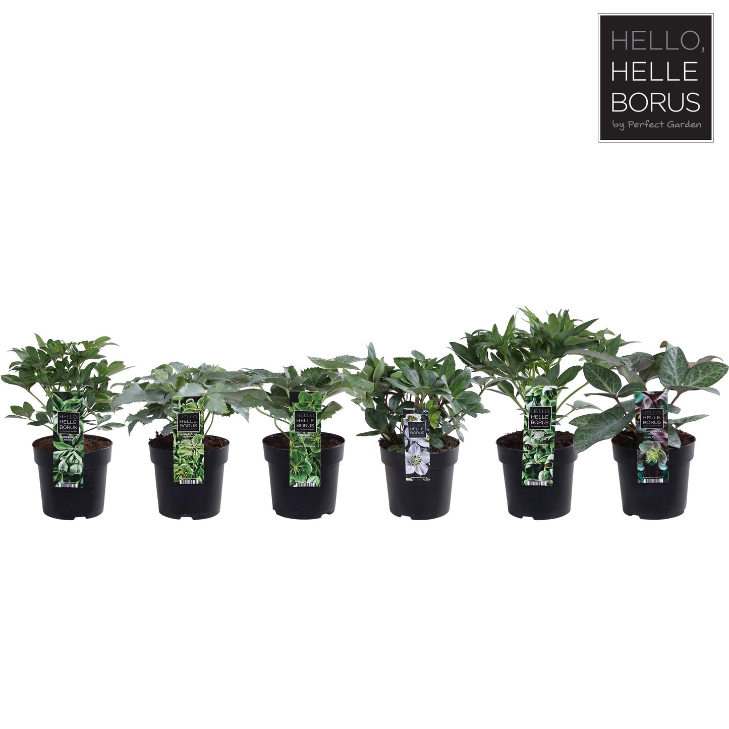 Helleborus orientalis mix / p14