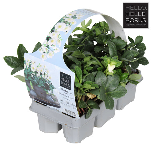 Helleborus 'Christmas Carol' / 6-pack