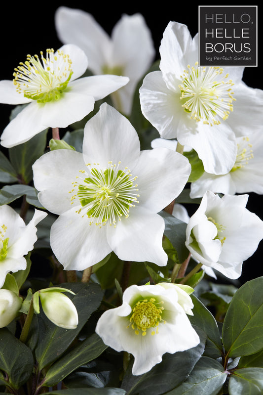 Helleborus 'Christmas Carol' / P12