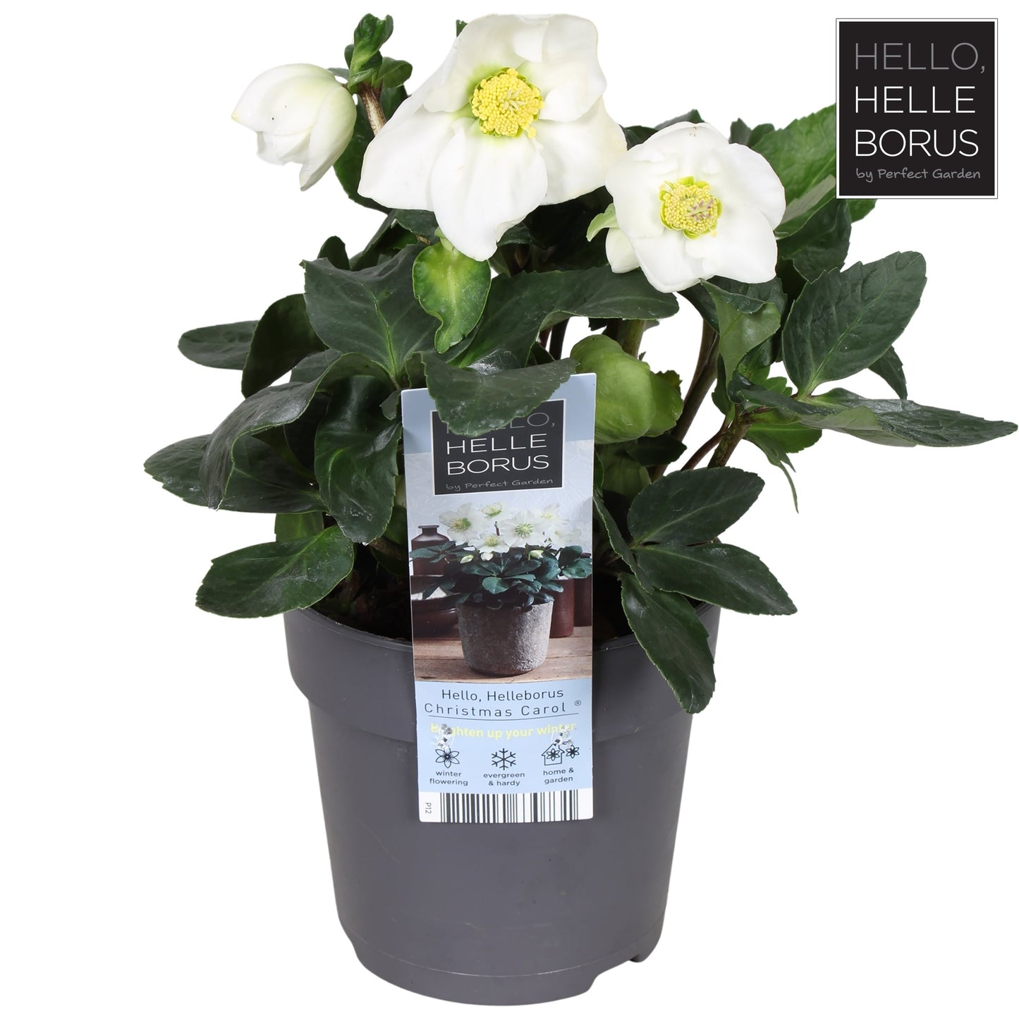 Helleborus Christmas Carol 12cm-Easy Garden Centre