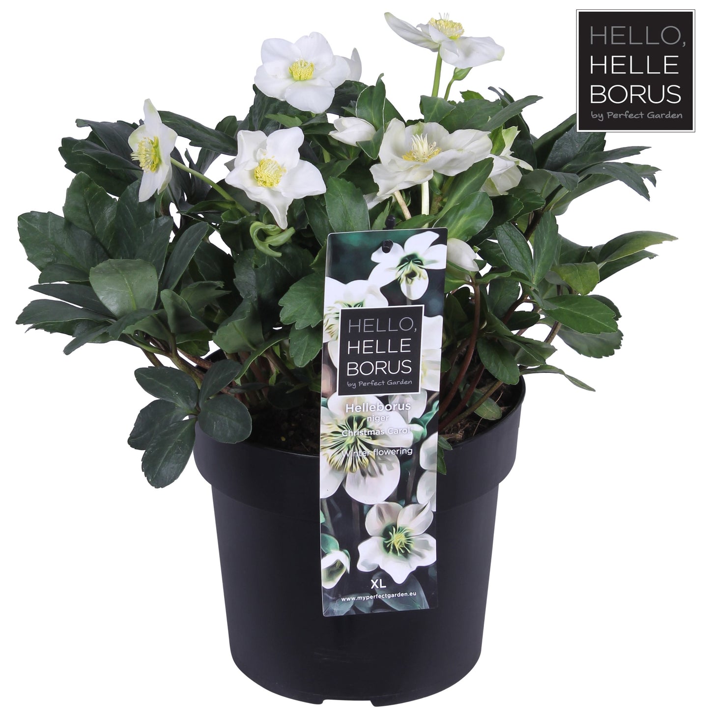 Helleborus Christmas Carol P19-Easy Garden Centre