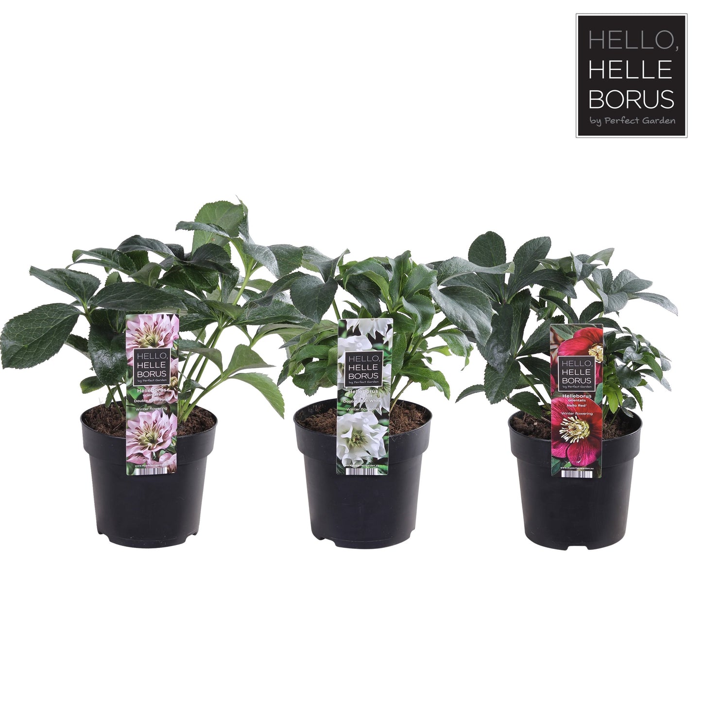 helleborus orientalis mix laag p14
