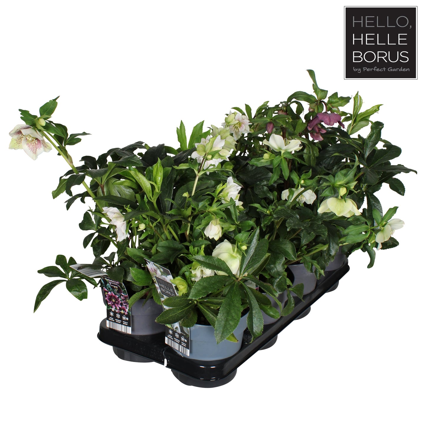 helleborus orientalis mix laag p14