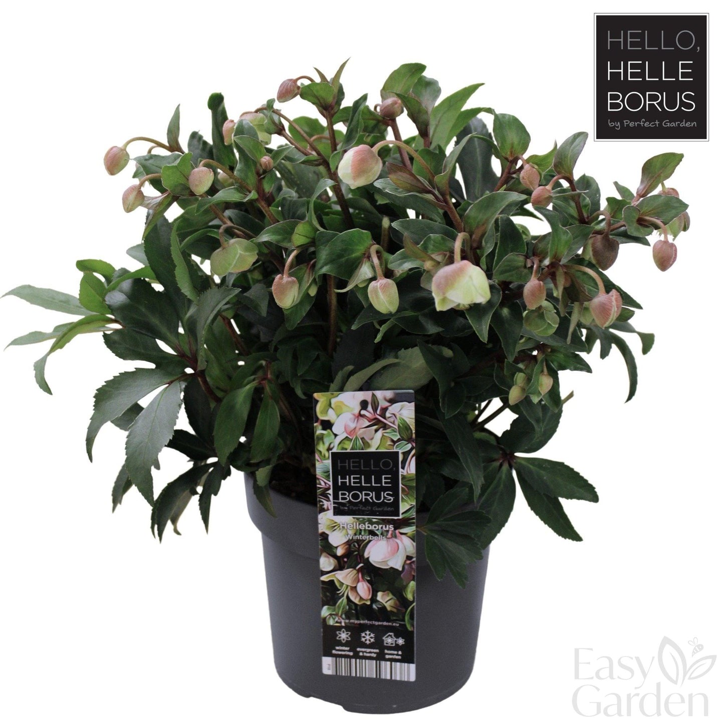 Helleborus Winterbells 3ltr