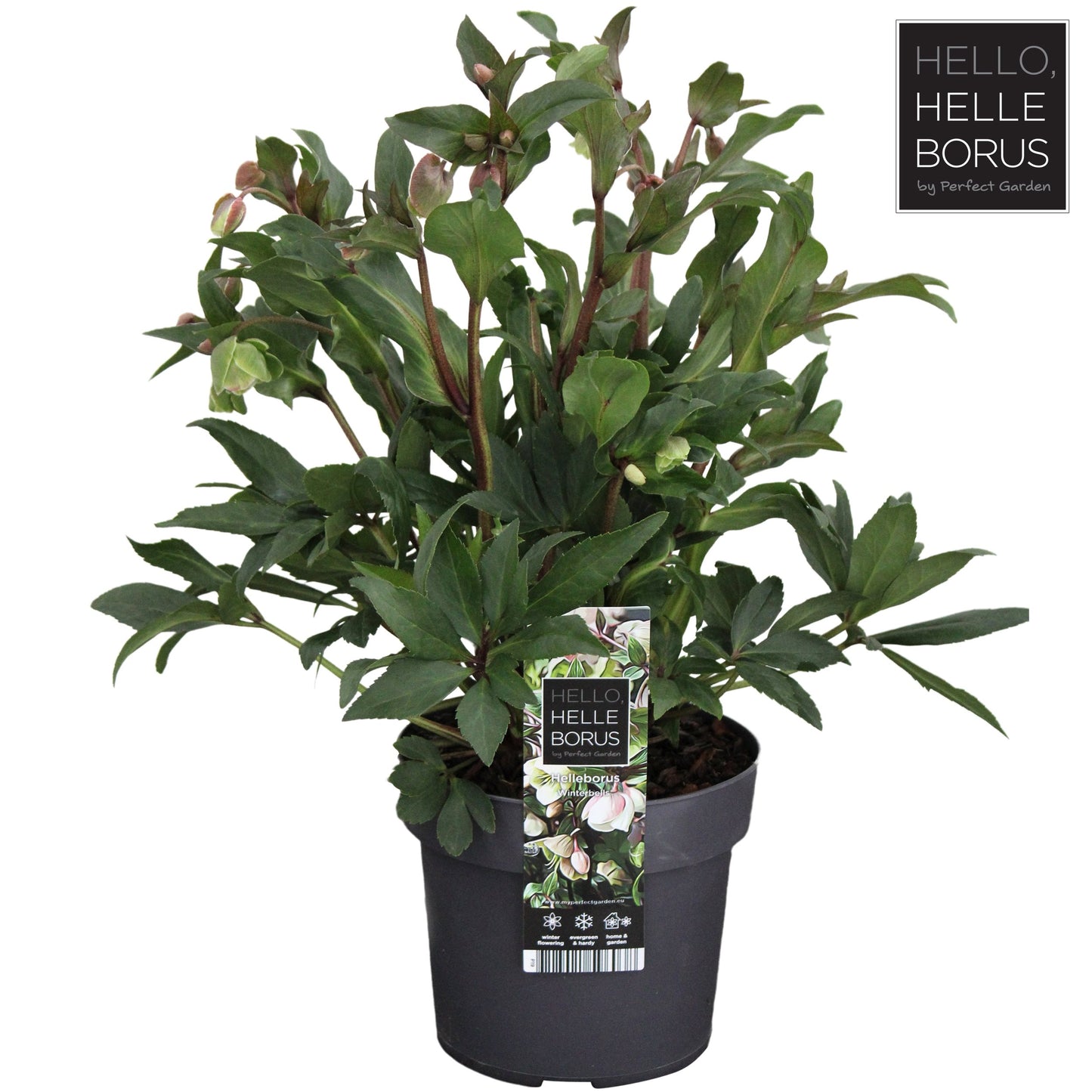 Helleborus Winterbells 3ltr