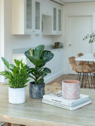 Hallie White Planter H13cm D14cm-Easy Garden Centre