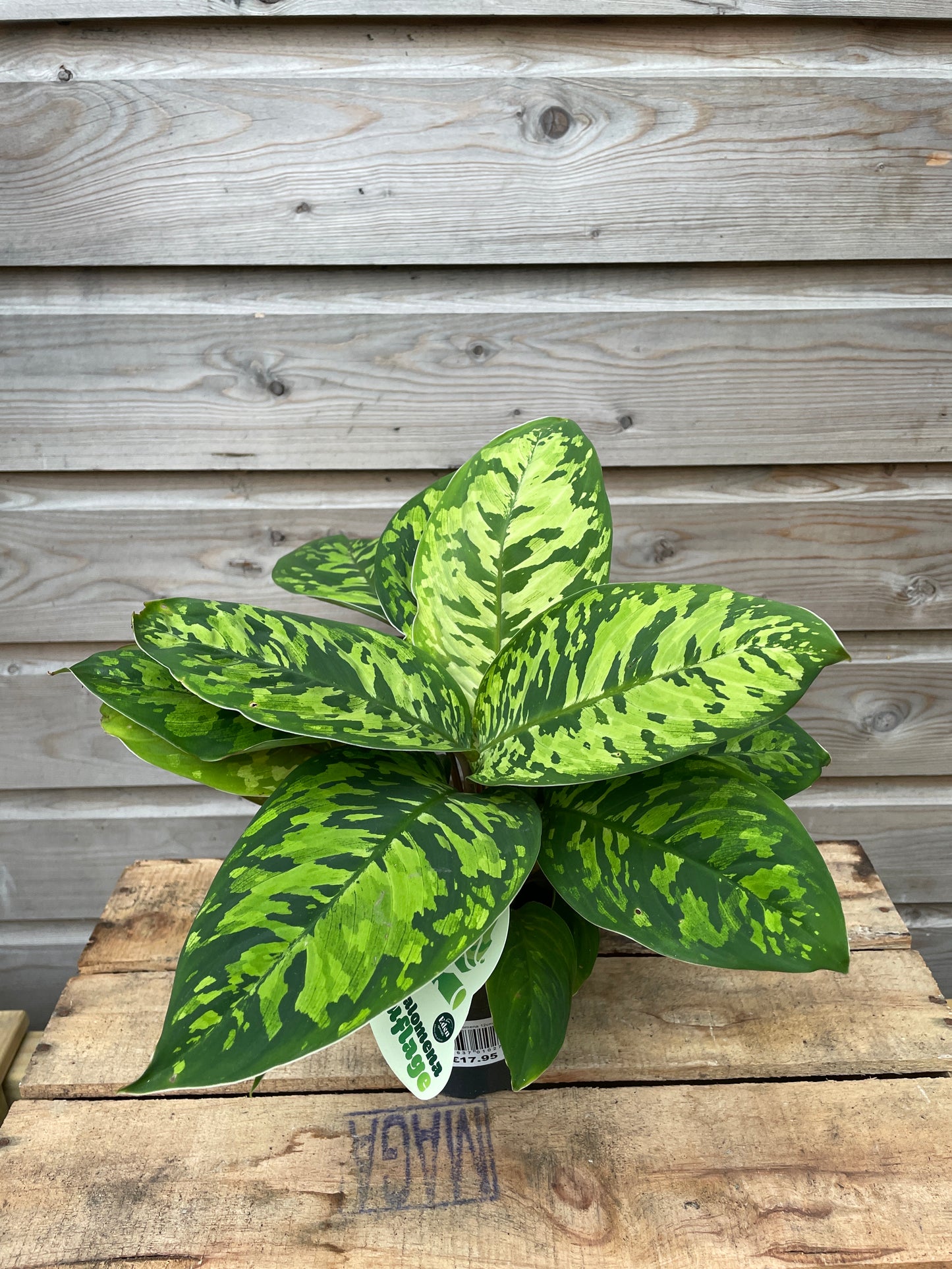Hamalomena camouflage