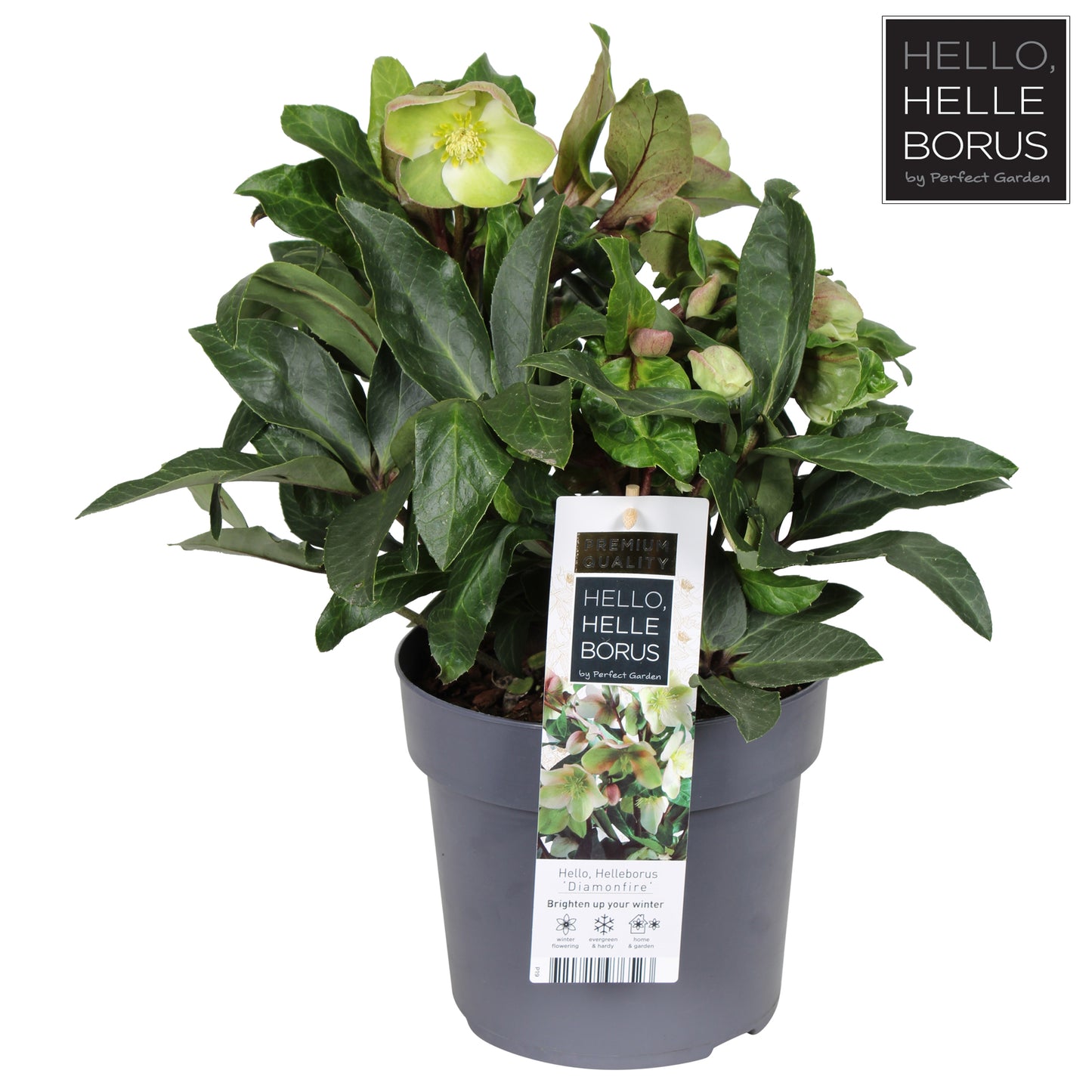 Helleborus Diamon Fire / 3ltr-Easy Garden Centre