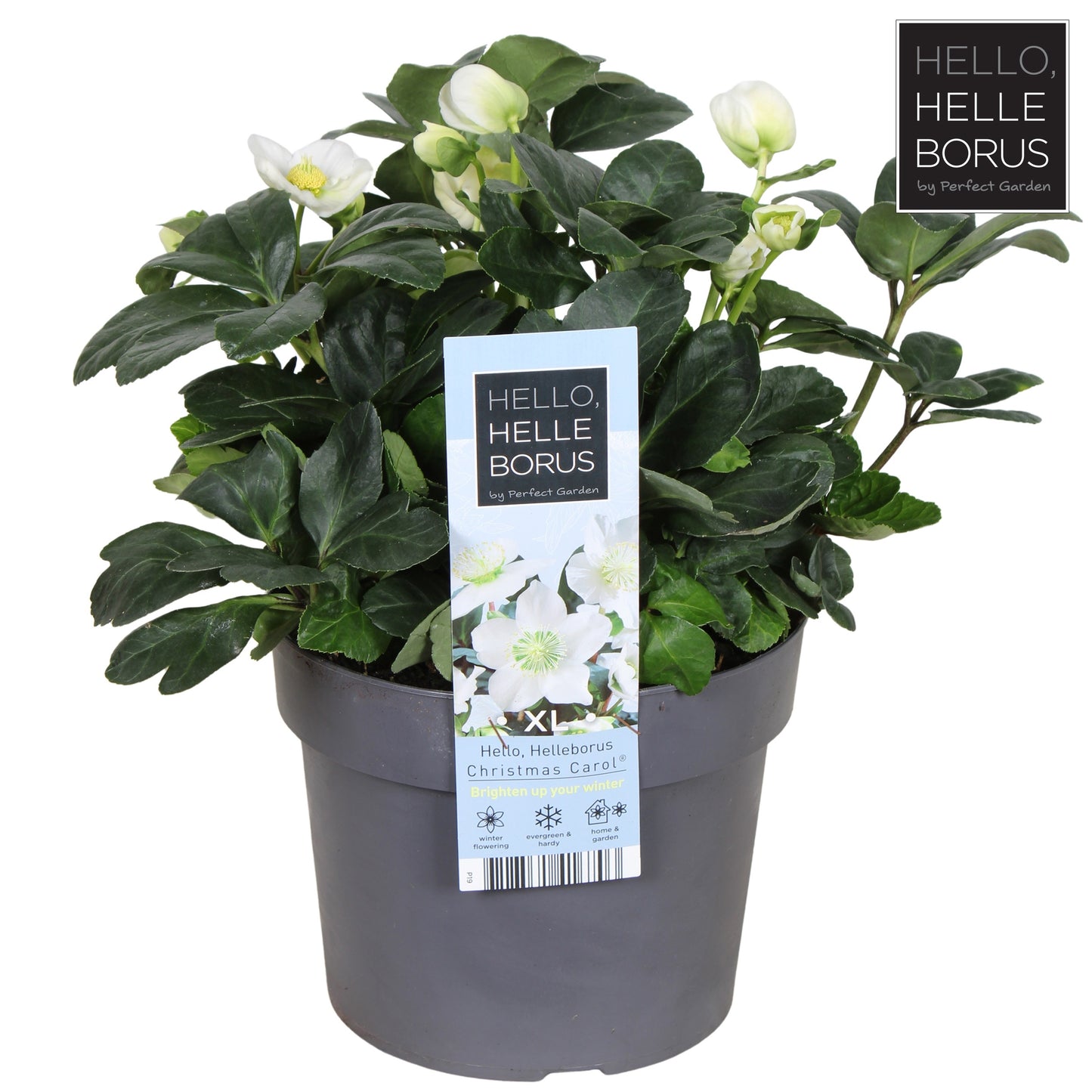 Helleborus niger christmas carol / 3ltr