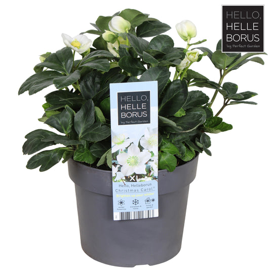 Helleborus niger christmas carol / 3ltr