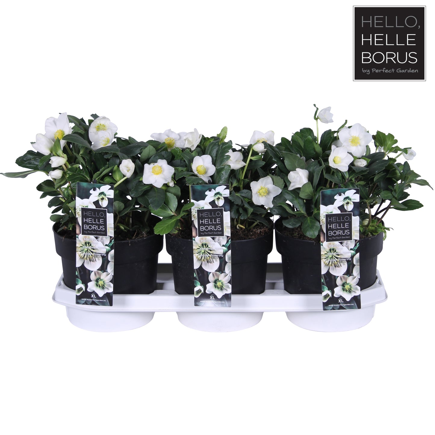 Helleborus niger christmas carol / 3ltr
