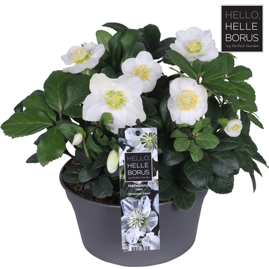 Helleborus niger 'Christmas Carol Early XL (Bowl)