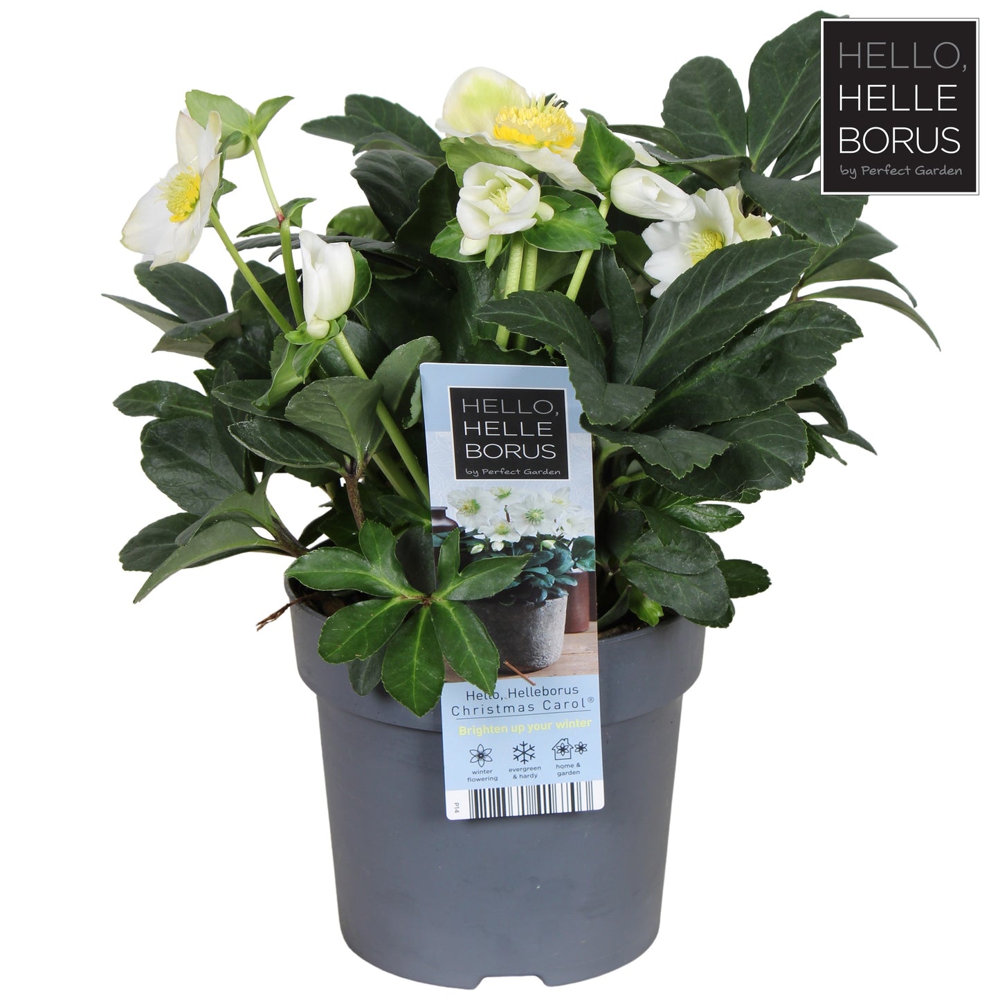 Helleborus niger 'Christmas Carol Early' XL / P14