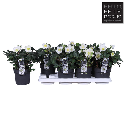 Helleborus niger 'Christmas Carol Early' XL / P14
