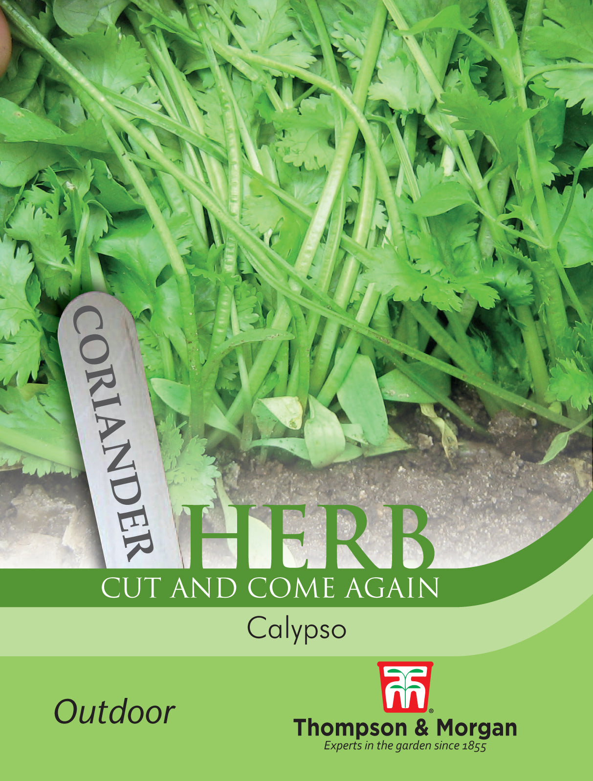 Herb Coriander Calypso